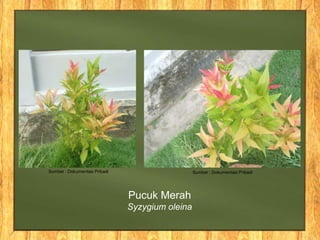 Sumber : Dokumentasi Pribadi Sumber : Dokumentasi Pribadi
Pucuk Merah
Syzygium oleina
 