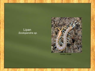Lipan
Scolopendra sp.
Sumber : Google
 