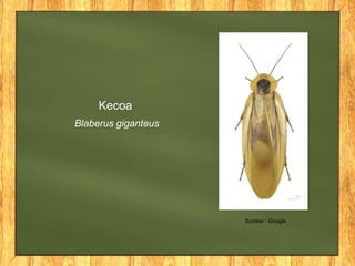 Kecoa
Blaberus giganteus
Sumber : Google
 