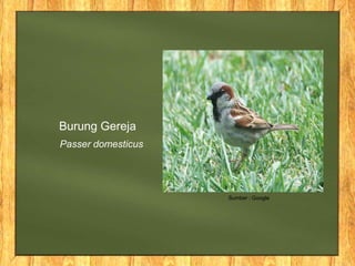 Burung Gereja
Passer domesticus
Sumber : Google
 