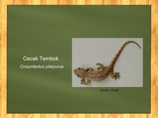Cosymbotus platyurus
Cecak Tembok
Sumber : Google
 