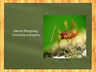 Oecophylla smaragdina
Semut Rangrang
Sumber : Google
 