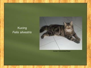 Felis silvestris
Kucing
Sumber : Dokumentasi Pribadi
 