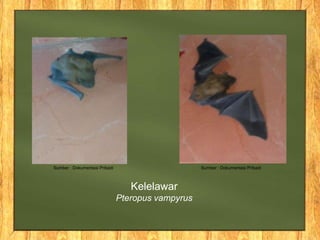 Kelelawar
Pteropus vampyrus
Sumber : Dokumentasi Pribadi Sumber : Dokumentasi Pribadi
 