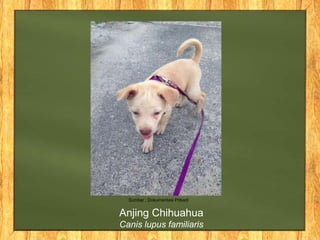 Sumber : Dokumentasi Pribadi
Anjing Chihuahua
Canis lupus familiaris
 