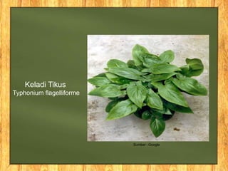 Keladi Tikus
Typhonium flagelliforme
Sumber : Google
 