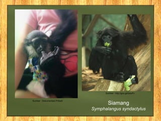 Sumber : Dokumentasi Pribadi
Sumber : http://goo.gl/GziuFn
Siamang
Symphalangus syndactylus
 