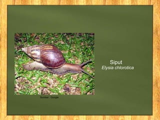 Siput
Elysia chlorotica
Sumber : Google
 