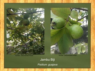 Jambu Biji
Psidium guajava
Sumber : Dokumentasi Pribadi Sumber : Dokumentasi Pribadi
 