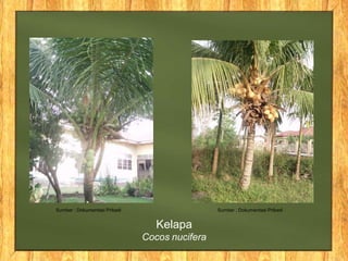 Sumber : Dokumentasi Pribadi Sumber : Dokumentasi Pribadi
Kelapa
Cocos nucifera
 