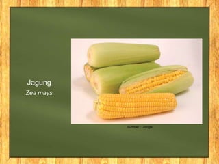 Zea mays
Jagung
Sumber : Google
 