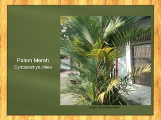 Palem Merah
Cyrtostachys lakka
Sumber : Dokumentasi Pribadi
 