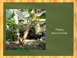 Pisang
Musa acuminata
Sumber : Google
 