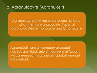 b. Agranulocyte (Agranulosit)


  Agranulocyte only has one nucleus, and not
      all of them are phagocyte. Types of
  agronulocyteare monocyte and lymphocyte.




 Agranulosit hanya mempunyai sebuah
 nukleus dan tidak seluruhnya bersifat fagosit.
 Macam-macam agranulosit adalah monosit
 dan limfosit.
 