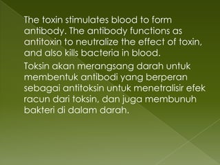 The toxin stimulates blood to form
antibody. The antibody functions as
antitoxin to neutralize the effect of toxin,
and also kills bacteria in blood.
Toksin akan merangsang darah untuk
membentuk antibodi yang berperan
sebagai antitoksin untuk menetralisir efek
racun dari toksin, dan juga membunuh
bakteri di dalam darah.
 