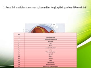 1. Amatilah model mata manusia, kemudian lengkapilah gambar di bawah ini! 
1 
2 
3 
4 
5 
6 
7 
8 
9 
10 
11 
12 
13 
14 
15 
9 
11 
12 
14 
15 
No 
1. BadanBersilia 
2. LigamenPenggantung 
3. Kornea 
4. Iris 
5. Pupil 
6. Aqueous Humor 
7. Lensa 
8. Vitreous Humor 
9. Koroid 
10. Sklera 
11. Retina 
12. Fovea 
13. SarafOptik 
14. Arteridan Vena 
15. BintikButa (cakramoptik) 
 