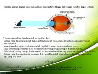 Tuliskan urutan bagian mata yang dilalui sinar/cahaya hingga banyangan tersebut dapat terlihat! 
Proses mata melihat benda adalah sebagai berikut: 
•Cahaya yang dipantulkan oleh benda di tangkap oleh mata, menembus kornea dan diteruskan 
melalui pupil. 
•Intensitas cahaya yang telah diatur oleh pupil diteruskan menembus lensa mata. 
•Daya komodasi pada lensa mata mengatur cahaya supaya jatuh tepat di bintik kuning. 
•Pada bintik kuning, cahaya diterima oleh sel kerucut dan sel batang, kemudian disampaikan ke otak. 
•Cahaya yang disampaikan ke otakakan di terjemahkan oleh otak sehingga kita bisa mengetahui 
apa yang kita lihat. 
SKEMA 
Cahaya => Kornea => pupil & iris => lensa mata (berakomodasi) => retina 
(fotoreseptor) =>bintik kuning => urat saraf => Otak besar(melihat) 
 