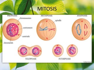 MITOSIS
 