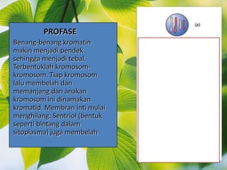 PROFASE
Benang-benang kromatin
makin menjadi pendek
sehingga menjadi tebal.
Terbentuklah kromosom-
kromosom. Tiap kromosom
lalu membelah dan
memanjang dan anakan
kromosom ini dinamakan
kromatid. Membran inti mulai
menghilang. Sentriol (bentuk
seperti bintang dalam
sitoplasma) juga membelah
 