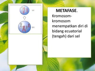 METAFASE.
Kromosom-
kromosom
menempatkan diri di
bidang ecuatorial
(tengah) dari sel
 