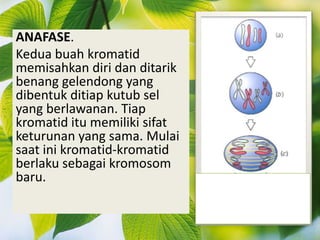 ANAFASE.
Kedua buah kromatid
memisahkan diri dan ditarik
benang gelendong yang
dibentuk ditiap kutub sel
yang berlawanan. Tiap
kromatid itu memiliki sifat
keturunan yang sama. Mulai
saat ini kromatid-kromatid
berlaku sebagai kromosom
baru.
 