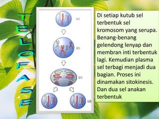 Di setiap kutub sel
terbentuk sel
kromosom yang serupa.
Benang-benang
gelendong lenyap dan
membran inti terbentuk
lagi. Kemudian plasma
sel terbagi menjadi dua
bagian. Proses ini
dinamakan sitokinesis.
Dan dua sel anakan
terbentuk
 