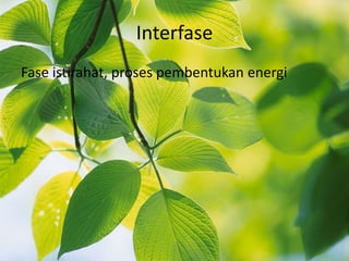 Interfase
Fase istirahat, proses pembentukan energi
 