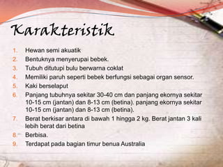 Karakteristik
1.
2.

3.
4.
5.
6.

7.
8.

9.

Hewan semi akuatik
Bentuknya menyerupai bebek.
Tubuh ditutupi bulu berwarna coklat
Memiliki paruh seperti bebek berfungsi sebagai organ sensor.
Kaki berselaput
Panjang tubuhnya sekitar 30-40 cm dan panjang ekornya sekitar
10-15 cm (jantan) dan 8-13 cm (betina). panjang ekornya sekitar
10-15 cm (jantan) dan 8-13 cm (betina).
Berat berkisar antara di bawah 1 hingga 2 kg. Berat jantan 3 kali
lebih berat dari betina
Berbisa.
Terdapat pada bagian timur benua Australia

 