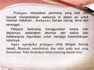 Platypus merupakan perenang yang baik dan
banyak menghabiskan waktunya di dalam air untuk
mencari makanan . Makanan berupa cacing, larva dan
serangga.
Platypus berenang menggunakan kedua kaki
depannya, sedangkan ekornya dan kedua kaki
belakangnya digunakan untuk menjaga keseimbangan
tubuhnya.
Organ reproduksi platypus mirip dengan burung
(aves). Biasanya menelurkan dua telur pada saat yang
bersamaan. Telur diinkubasi dalam kantong merah telur.

 