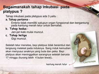Bagaimanakah tahap inkubasi pada
platypus ?
Tahap inkubasi pada platypus ada 3 yaitu :
a. Tahap pertama Embrio tidak memiliki satupun organ fungsional dan bergantung
pada kantung merah telur untuk bernafas.
b. Tahap kedua Jari-jari kaki mulai muncul.
c. Tahap ketiga
Gigi muncul.
Setelah telur menetas, bayi platipus tidak berambut dan
langsung melekat pada induknya. Sang induk kemudian
akan menyusui anaknya yang buta dan peka. Bayi
platipus akan meninggalkan sarangnya setelah berusia
17 minggu (kurang lebih 4 bulan lewat).
kantung merah telur

 