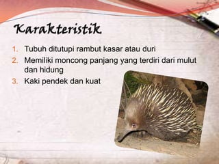 1. Tubuh ditutupi rambut kasar atau duri
2. Memiliki moncong panjang yang terdiri dari mulut

dan hidung
3. Kaki pendek dan kuat

 