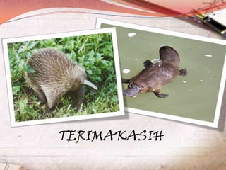t

TERIMAKASIH

 