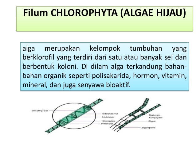Gerak Tumbuhan Tingkat Rendah