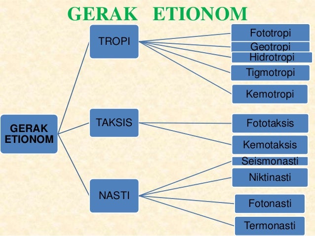 Gerak Tumbuhan Tingkat Rendah