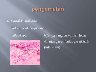 6. Candida albicans
  koloni tidak berpicmen

  mikroskopis          hifa: panjang bervariasi, lebar
                       4µ, ujung membulat, pseudohyfa
                       (hifa semu)
 