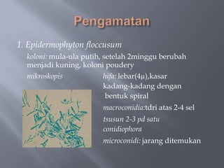 1. Epidermophyton floccusum
  koloni: mula-ula putih, setelah 2minggu berubah
  menjadi kuning, koloni poudery
  mikroskopis             hifa: lebar(4µ),kasar
                          kadang-kadang dengan
                           bentuk spiral
                        macroconidia:tdri atas 2-4 sel
                        tsusun 2-3 pd satu
                        conidiophora
                        microconidi: jarang ditemukan
 