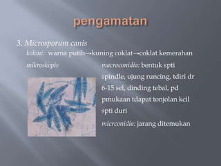 3. Microsporum canis
  koloni: warna putih→kuning coklat→coklat kemerahan
  mikroskopis           macroconidia: bentuk spti
                        spindle, ujung runcing, tdiri dr
                        6-15 sel, dinding tebal, pd
                        pmukaan tdapat tonjolan kcil
                        spti duri
                        micrconidia: jarang ditemukan
 