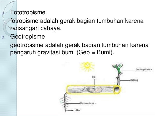 Tropisme Positif Gerak Pada Tumbuhan