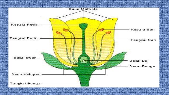  Gambar Bunga Biologi  Bagian 3 Gambar  Jantan di Rebanas 