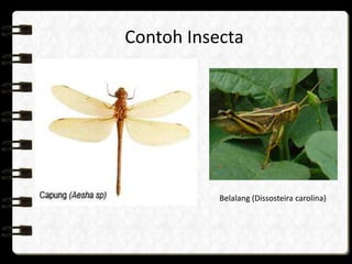 Contoh Insecta Filum Arthropoda Biologi | PPTX