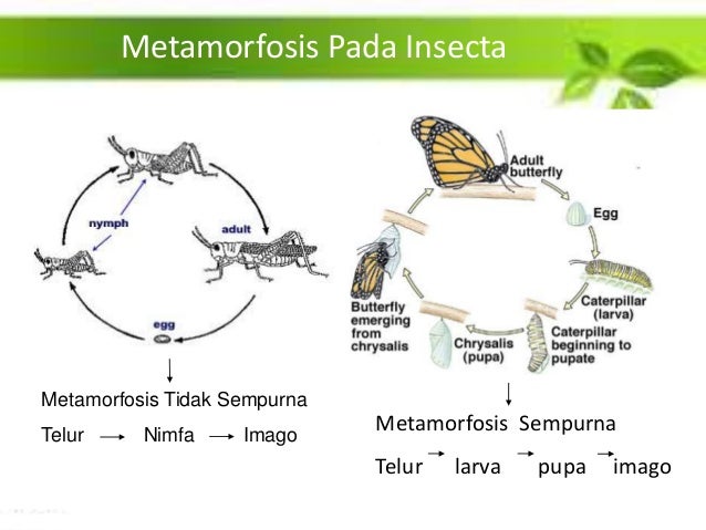 Filum Arthropoda Biologi