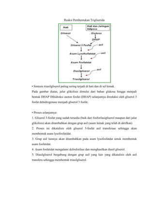 Reaksi Pembentukan Trigliserida
• Sintesis triasilgliserol paling sering terjadi di hati dan di sel lemak.
Pada gambar diatas, jalur glikolisis dimulai dari bahan glukosa hingga menjadi
bentuk DHAP Dihidroksi aseton fosfat (DHAP) selanjutnya direduksi oleh gliserol 3
fosfat dehidrogenase menjadi gliserol 3 fosfat.
• Proses selanjutnya:
1. Gliserol 3-fosfat yang sudah tersedia (baik dari fosforilasigliserol maupun dari jalur
glikolisis) akan ditambahkan dengan grup asil (asam lemak yang telah di aktifkan)
2. Proses ini dikatalisis oleh gliserol 3-fosfat asil transferase sehingga akan
membentuk asam lysofosfatidat.
3. Grup asil lainnya akan ditambahkan pada asam lysofosfatdat untuk membentuk
asam fosfatidat.
4. Asam fosfatidat mengalami defosforilasi dan menghasilkan diasil gliserol.
5. Diasilgliserol bergabung dengan grup asil yang lain yang dikatalisis oleh asil
transfera sehingga membentuk triasilgliserol.
 