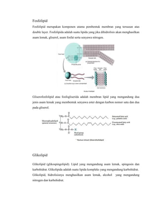 Fosfolipid
Fosfolipid merupakan komponen utama pembentuk membran yang tersusun atas
double layer. Fosfolipida adalah suatu lipida yang jika dihidrolisis akan menghasilkan
asam lemak, gliserol, asam fosfat serta senyawa nitrogen.
Gliserofosfolipid atau fosfogliserida adalah membran lipid yang mengandung dua
jenis asam lemak yang membentuk senyawa ester dengan karbon nomor satu dan dua
pada gliserol.
Glikolipid
Glikolipid (glikospingolipid). Lipid yang mengandung asam lemak, spingosin dan
karbohidrat. Glikolipida adalah suatu lipida kompleks yang mengandung karbohidrat.
Glikolipid, hidrolisisnya menghasilkan asam lemak, alcohol yang mengandung
nitrogen dan karbohidrat.
 
