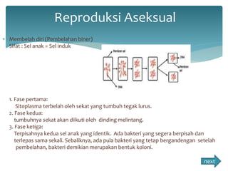 Reproduksi Aseksual 
 Membelah diri (Pembelahan biner) 
Sifat : Sel anak = Sel induk 
1. Fase pertama: 
Sitoplasma terbelah oleh sekat yang tumbuh tegak lurus. 
2. Fase kedua: 
tumbuhnya sekat akan diikuti oleh dinding melintang. 
3. Fase ketiga: 
Terpisahnya kedua sel anak yang identik. Ada bakteri yang segera berpisah dan 
terlepas sama sekali. Sebaliknya, ada pula bakteri yang tetap bergandengan setelah 
pembelahan, bakteri demikian merupakan bentuk koloni. 
next 
 