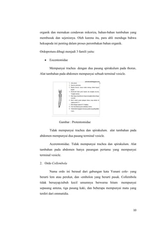 organik dan memakan cendawan mikoriza, bahan-bahan tumbuhan yang
membusuk dan sejenisnya. Oleh karena itu, para ahli menduga bahwa
heksapoda ini penting dalam proses perombakan bahan organik.

Ordoprotura dibagi menjadi 3 famili yaitu:

       Eocentomidae

       Mempunyai trachea dengan dua pasang spirakulum pada thorax.
Alat tambahan pada abdomen mempunyai sebuah terminal vesicle.




               Gambar : Protentomidae

       Tidak mempunyai trachea dan spirakulum. alat tambahan pada
abdomen mempunyai dua pasang terminal vesicle.

       Acerentomidae. Tidak mempunyai trachea dan spirakulum. Alat
tambahan pada abdomen hanya pasangan pertama yang mempunyai
terminal vesicle.

2. Ordo Collembola

       Nama ordo ini berasal dari gabungan kata Yunani cole- yang
berarti lem atau perekat, dan -embolon yang berarti pasak. Collembola
tidak bersayap,tubuh kecil umumnya berwarna hitam          mempunyai
sepasang antena, tiga pasang kaki, dan beberapa mempunyai mata yang
terdiri dari ommatidia.




                                                                  10
 