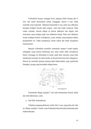 Collembola berupa serangga kecil, panjang tubuh kurang dari 6
mm, alat mulut disesuaikan untuki menggigit, antena 4 ruas, tidak
memiliki mata majemuk. Abdomen berjumlah 6 ruas, pada ruas abdomen
keempat terdapat furcula (ekor pegas) yaitu alat untuk meloncat. Pada
waktu istirahat, furcula dilipat di bawah abdomen dan dijepit oleh
tenaculum yang terdapat pada ruas abdomen ketiga. Pada ruas abdomen
kesatu terdapat kolofor (collophore), suatu struktur yang berperan dalam
pengambilan air. Tidak mempunyai sistem trakea dan tidak mengalami
metamorfosis.

       Banyak Collembola memiliki ommatidia sampai 8 pada kepala,
sedangkan yang lainnya berkurang atau sama sekali tidak mempunyai
(buta). Serangga ini ditemukan di tanah, pada daun tanaman yang telah
membusuk (serasah), di antara herba, di bawah kulit kayu dan sebagainya.
Hewan ini memiliki peranan penting pada bahan-bahan yang membusuk
(bangkai), jarang yang bertindak sebagai hama.




       Colembolla dibagi menjadi 2 sub ordo berdasarkan bentuk tubuh
dan sifat abdomenya yaitu:

   a. Sub Ordo Arthropleona

       Tubuhnya panjang,abdomen terdiri dari 6 ruas yang jelas,sub ordo
ini dibagi menjadi 4 famili yaitu:Poduridae,Onychiuridae,Isotomidae,dan
Enthomobrydae.



                                                                     11
 