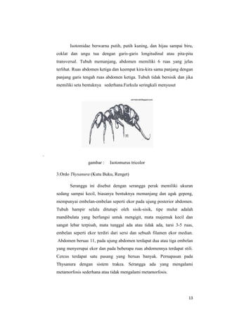 Isotomidae berwarna putih, putih kuning, dan hijau sampai biru,
    coklat dan ungu tua dengan garis-garis longitudinal atau pita-pita
    transversal. Tubuh memanjang, abdomen memiliki 6 ruas yang jelas
    terlihat. Ruas abdomen ketiga dan keempat kira-kira sama panjang dengan
    panjang garis tengah ruas abdomen ketiga. Tubuh tidak bersisik dan jika
    memiliki seta bentuknya sederhana.Furkula seringkali menyusut




.
                    gambar :   Isotomurus tricolor

    3.Ordo Thysanura (Kutu Buku, Renget)

           Serangga ini disebut dengan serangga perak memiliki ukuran
    sedang sampai kecil, biasanya bentuknya memanjang dan agak gepeng,
    mempunyai embelan-embelan seperti ekor pada ujung posterior abdomen.
    Tubuh hampir selalu ditutupi oleh sisik-sisik, tipe mulut adalah
    mandibulata yang berfungsi untuk mengigit, mata majemuk kecil dan
    sangat lebar terpisah, mata tunggal ada atau tidak ada, tarsi 3-5 ruas,
    embelan seperti ekor terdiri dari sersi dan sebuah filamen ekor median.
    Abdomen beruas 11, pada ujung abdomen terdapat dua atau tiga embelan
    yang menyerupai ekor dan pada beberapa ruas abdomennya terdapat stili.
    Cercus terdapat satu pasang yang beruas banyak. Pernapasan pada
    Thysanura dengan sistem trakea. Serangga ada yang mengalami
    metamorfosis sederhana atau tidak mengalami metamorfosis.




                                                                        13
 