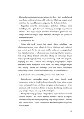 dihubungkanoleh jaringan ikat dan jaringan otot. Duri – duri yang berbentuk
 tumpul dan pendekserta tertutup oleh epidermis. Sekelilyng pangkal terjadi
 modifikasi duri menjadibentuk seperti gunting dan disebut pediselaria.
    Pergerakan membuka danmenutupnya pediselaria berfungsi untuk
 melindungi paru – paru kulit dari kotoranyang menempel di permukaan
 tubuhnya. Pada bagian tengah permukaan bawahtubuh (permukaan oral)
 terdapat mulut dan dibagian tengah permukaan tubuhbagian atas (permukaan
 aboral) terdapat anus.
b) Sistem Saluran Air

    Sistem alat gerak bintang laut adalah sistem ambulakral yang
sebenarnyamerupakan sistem saluran air. Sistem ini dimulai dari madreporit
yang berpori –pori. Air dari luar masuk melalui madreporit menuju pembuluh
batu. Kemudianmenuju ke saluran cicin yang bercabang di kelima tangannya.
Pada setiap cabang terdapat deretan kaki tabung dan berpasangan dengan
ampula (gelembung yangberotot). Fungsi kaki tabung adalah untuk bergerak ,
berpegang pada batu – batudan untuk menangkap mangsanya.Bila ampula
berkontraksi maka mengalirlah air ke dalam kaki tabung,sehingga menjadi
lebih panjang. Setelah kaki menempel pada satu tempat, makaampula
mengembang dan kaki mengkerut kembali sehingga terseretlah tubuhnya.

c) Sistem Gerak Echinodermata Mengunakan Sistem Ambulakral

    Echinodermata     mengunakan    prinsip   kerja     sistem   hidrolik   untuk
 menggerakan tubuhnya. Untuk itu, hewan ini memiliki sistem saluran air atau
 sistem ambulakral. Sistem ambulakral merupakan perkembangan dari sistem
 pembuluh darah (trasportasi). Sistem ini dimulai dari lubang masuknya air
 yang terdapat dibagian atas yang disebut madreporit.
    Madreporit dilengkapi dengan saringan (pori) agar kotoran tidak masuk
 kedalam tubuhnya. Air masuk kedalam tubuhnya melalui madreporit,
 kemudian menuju kesaluran penghubung yang menuju kebawah, bermuara
 pada saluran cincin. Disebut saluran cincin karena melingkari mengelilingi
 kerongkongan.


                                                                              19
 