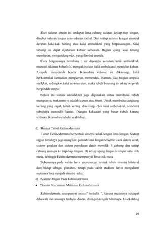 Dari saluran cincin ini terdapat lima cabang saluran ketiap-tiap lengan,
disebut saluran lengan atau saluran radial. Dari setiap saluran lengan muncul
deretan kaki-kaki tabung atau kaki ambulakral yang berpasanagan. Kaki
tabung ini dapat dijulurkan keluar kebawah. Bagian ujung kaki tabung
membesar, mengandung otot, yang disebut ampula.
   Cara bergeraknya demikian : air dipompa kedalam kaki ambulakral,
muncul tekanan hidrolitik, mengakibatkan kaki ambulakral menjulur keluar.
Ampula menyentuh       benda. Kemudian volume air dikurangi,            kaki
berkontraksi kemudian mengkerut, memendek. Namun, jika bagian ampula
melekat, sedangkan kaki berkontraksi, maka tubuh binatang ini akan bergerak
berpindah tempat.
   Selain itu sistem ambulakral juga digunakan untuk membuka tubuh
mangsanya, makanannya adalah keram atau tiram. Untuk membuka cangkang
kerang yang rapat, tubuh kerang dikelilingi oleh kaki ambulakral, sementra
tubuhnya menindih keatas. Dengan kekuatan yang besar tubuh kerang
terbuka. Kemudian tubuhnya dilahap.


d) Bentuk Tubuh Echinodermata
   Tubuh Echinodermata berbentuk simetri radial dengan lima lengan. Sistem
organ tubuhnya juga mengikuti jumlah lima lengan tersebut. Jadi sistem saraf,
sistem gerakan dan sistem peredaran darah memiliki 5 cabang dan setiap
cabang menuju ke tiap-tiap lengan. Di setiap ujung lengan terdapat satu titik
mata, sehingga Echinodermata mempunyai lima titik mata.
   Sebenarnya pada waktu larva mempunyai bentuk tubuh simetri bilateral
dan hidup sebagai plankton, tetapi pada akhir stadium larva mengalami
metamorfosa menjadi simetri radial.
e) Sistem Oragan Pada Echinodermata
   Sistem Pencernaan Makanan Echinodermata

   Echinodermata mempunyai posisi” terbalik ”, karena mulutnya terdapat
dibawah dan anusnya terdapat diatas, ditengah-tengah tubuhnya. Disekeliling



                                                                          20
 