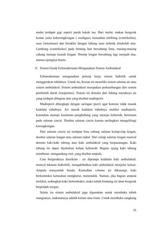 mulut terdapat gigi seperti paruh kakak tua. Dari mulut, makan bergerak
keatas yaitu kekerongkongan ( esofagus), kemudian lambung (ventrikulus),
usus (intestinun) dan berakhir dengan lubang anus terletak disebelah atas.
Lambung (ventrikulus) pada bintang laut bercabang lima, masing-masing
cabang menuju kearah lengan. Disetip lengan bercabang lagi menjadi dua,
namun ujungnya buntu.

f) Sistem Gerak Echinodermata Mengunakan Sistem Ambulakral

   Echinodermata    mengunakan     prinsip   kerja     sistem   hidrolik   untuk
menggerakan tubuhnya. Untuk itu, hewan ini memiliki sistem saluran air atau
sistem ambulakral. Sistem ambulakral merupakan perkembangan dari sistem
pembuluh darah (trasportasi). Sistem ini dimulai dari lubang masuknya air
yang terdapat dibagian atas yang disebut madreporit.
   Madreporit dilengkapi dengan saringan (pori) agar kotoran tidak masuk
kedalam tubuhnya. Air masuk kedalam tubuhnya melalui madreporit,
kemudian menuju kesaluran penghubung yang menuju kebawah, bermuara
pada saluran cincin. Disebut saluran cincin karena melingkari mengelilingi
kerongkongan.
   Dari saluran cincin ini terdapat lima cabang saluran ketiap-tiap lengan,
disebut saluran lengan atau saluran radial. Dari setiap saluran lengan muncul
deretan kaki-kaki tabung atau kaki ambulakral yang berpasanagan. Kaki
tabung ini dapat dijulurkan keluar kebawah. Bagian ujung kaki tabung
membesar, mengandung otot, yang disebut ampula.
   Cara bergeraknya demikian : air dipompa kedalam kaki ambulakral,
muncul tekanan hidrolitik, mengakibatkan kaki ambulakral menjulur keluar.
Ampula menyentuh        benda. Kemudian volume air dikurangi,               kaki
berkontraksi kemudian mengkerut, memendek. Namun, jika bagian ampula
melekat, sedangkan kaki berkontraksi, maka tubuh binatang ini akan bergerak
berpindah tempat.
   Selain itu sistem ambulakral juga digunakan untuk membuka tubuh
mangsanya, makanannya adalah keram atau tiram. Untuk membuka cangkang


                                                                             21
 